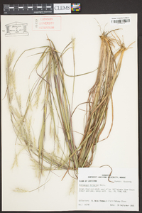 Andropogon ternarius image