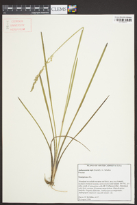 Anthaenantia rufa image