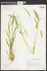 Anthoxanthum odoratum image