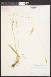 Anthoxanthum odoratum image