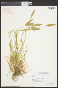 Anthoxanthum odoratum image