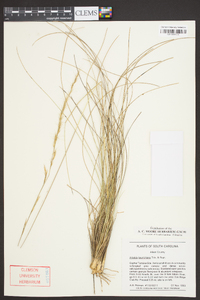 Aristida beyrichiana image