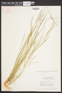 Aristida dichotoma image