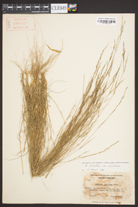 Aristida dichotoma image