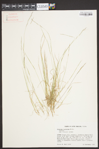 Aristida dichotoma image