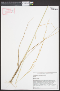 Aristida lanosa image