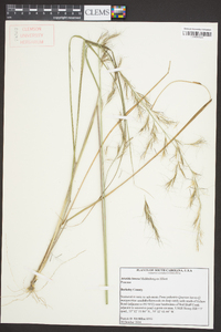 Aristida lanosa image