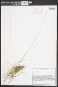 Aristida longespica var. longespica image