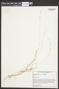 Aristida longespica image