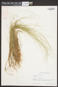 Aristida oligantha image