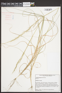 Aristida purpurascens image