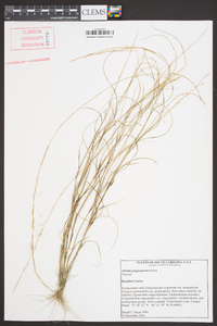 Aristida purpurascens image