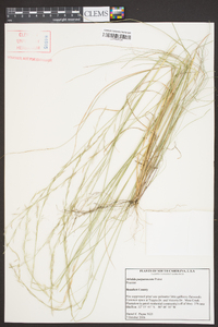 Aristida purpurascens image