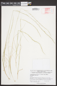 Aristida purpurascens image