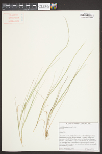 Aristida purpurascens image