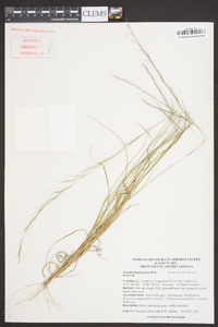 Aristida purpurascens image