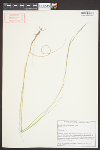 Aristida palustris image