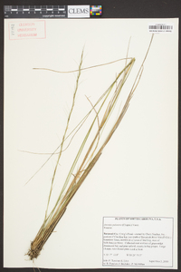 Aristida palustris image