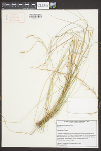 Aristida purpurascens image