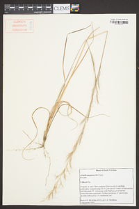 Aristida purpurascens image