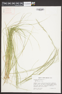 Aristida purpurascens image