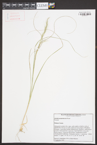 Aristida purpurascens image