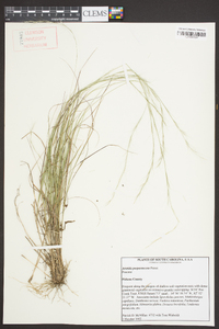 Aristida purpurascens image