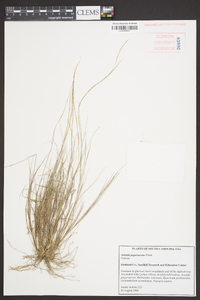 Aristida purpurascens image