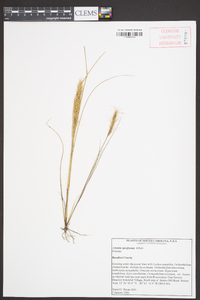 Aristida spiciformis image