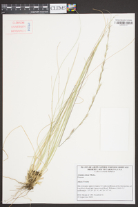 Aristida beyrichiana image