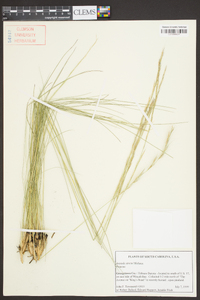 Aristida stricta image