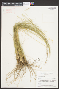 Aristida stricta image