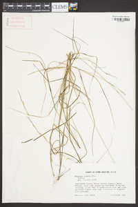 Aristida virgata image