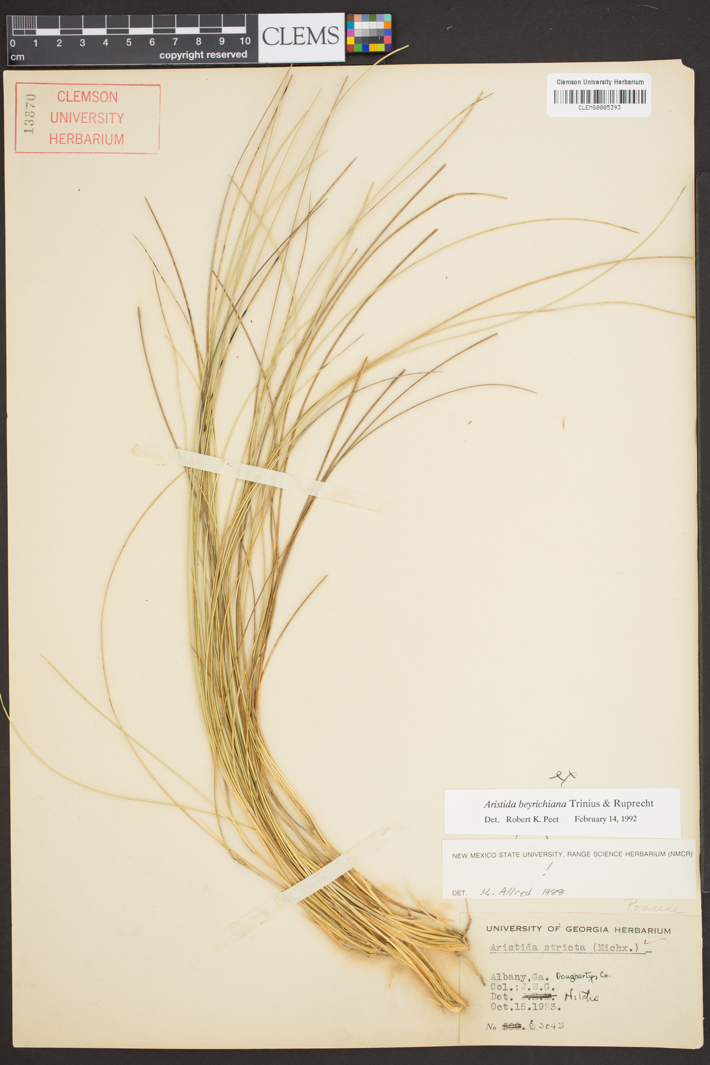 Aristida beyrichiana image