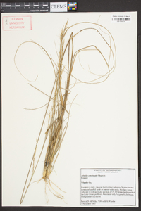 Aristida condensata image