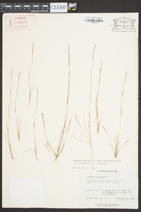 Aristida dichotoma image