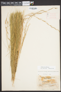 Aristida stricta image