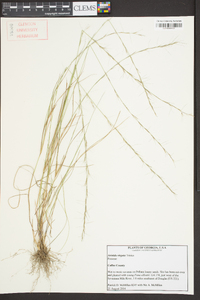 Aristida virgata image