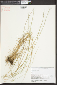 Aristida virgata image