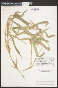 Arundinaria gigantea image