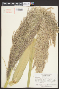 Arundo donax image