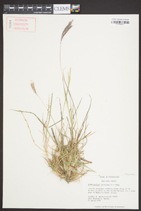 Bothriochloa ischaemum image