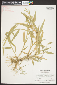 Urochloa platyphylla image