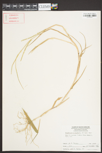 Urochloa platyphylla image