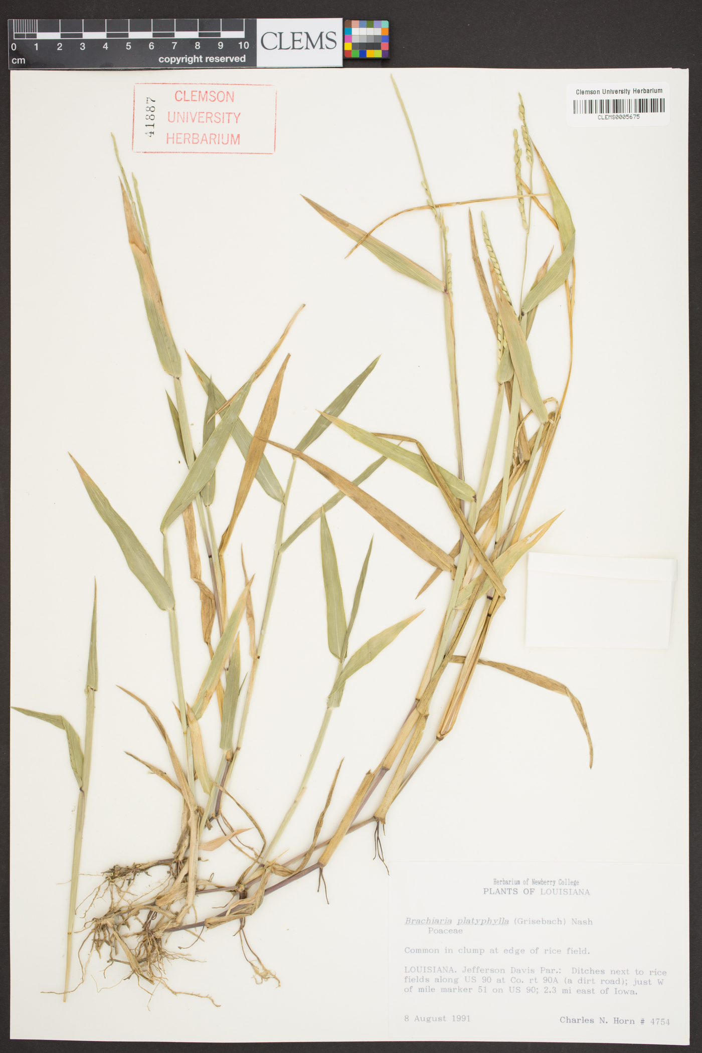 Brachiaria ramosa image