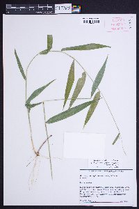 Brachyelytrum septentrionale image