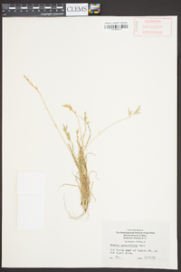 Bromus catharticus image