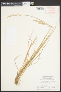 Bromus catharticus image