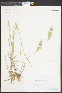 Bromus commutatus image