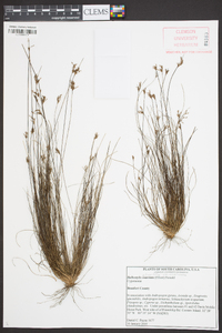 Bulbostylis ciliatifolia var. coarctata image